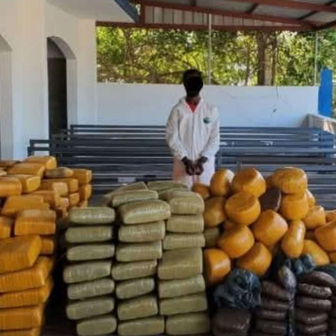 Le suspect Aldane Anderson, menotté, devant les 1 376 kg de marijuana saisis en mer près du Môle Saint-Nicolas le 30 avril 2026. (PNH/DICOP)
